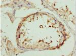 DEDD Antibody in Immunohistochemistry (Paraffin) (IHC (P))