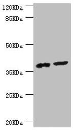 DEDD Antibody in Western Blot (WB)