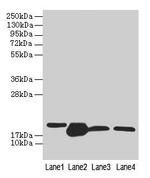 DHRS3 Antibody in Western Blot (WB)