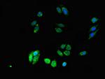 DPM1 Antibody in Immunocytochemistry (ICC/IF)