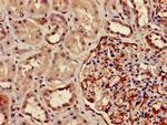 DPM1 Antibody in Immunohistochemistry (Paraffin) (IHC (P))