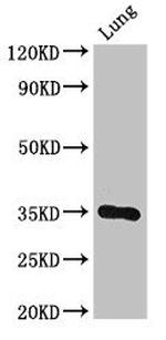 DPM1 Antibody in Western Blot (WB)