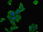 DPYS Antibody in Immunocytochemistry (ICC/IF)