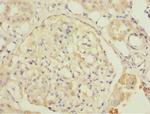 DPYS Antibody in Immunohistochemistry (Paraffin) (IHC (P))