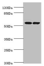 DPYS Antibody in Western Blot (WB)