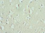 ENTPD2 Antibody in Immunohistochemistry (Paraffin) (IHC (P))