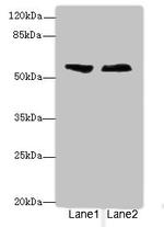 ENTPD2 Antibody in Western Blot (WB)