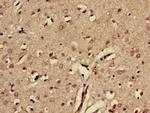 EphA5 Antibody in Immunohistochemistry (Paraffin) (IHC (P))