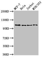 EphB3 Antibody in Western Blot (WB)