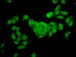 FBP2 Antibody in Immunocytochemistry (ICC/IF)