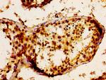 FGF17 Antibody in Immunohistochemistry (Paraffin) (IHC (P))