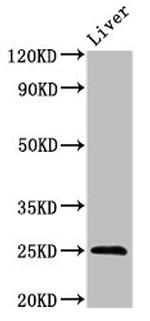 FGF17 Antibody in Western Blot (WB)