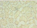 FGF6 Antibody in Immunohistochemistry (Paraffin) (IHC (P))