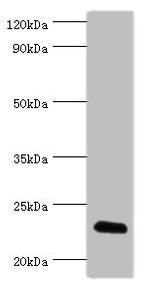 FGF6 Antibody in Western Blot (WB)