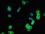 GUCY2C Antibody in Immunocytochemistry (ICC/IF)