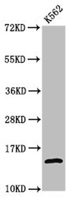 H2A.ZK4ac Antibody in Western Blot (WB)