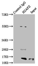 H2A.ZK7ac Antibody in Immunoprecipitation (IP)