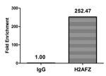 H2A.ZK11ac Antibody in ChIP Assay (ChIP)