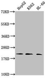 Di-Methyl-Histone H1.2 (Lys45) Antibody in Western Blot (WB)