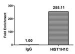 Acetyl-Histone H1.2 (Lys96) Antibody in ChIP Assay (ChIP)