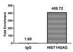 Acetyl-Histone Macro-H2A.1 (Lys36) Antibody in ChIP Assay (ChIP)