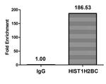 H2BK116ac Antibody in ChIP Assay (ChIP)