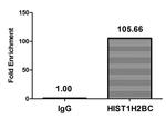 H2BK11ac Antibody in ChIP Assay (ChIP)