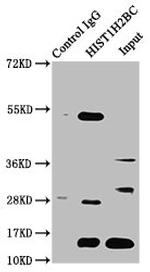 H2BK12cr Antibody in Immunoprecipitation (IP)