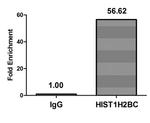 H2BK12me1 Antibody in ChIP Assay (ChIP)