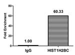 H2BK23cr Antibody in ChIP Assay (ChIP)