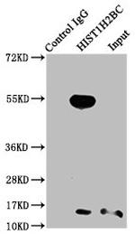 H2BK23cr Antibody in Immunoprecipitation (IP)