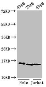 H3K9me2 Antibody in Western Blot (WB)