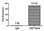 H3K23pr Antibody in ChIP Assay (ChIP)