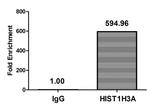 H3K36ac Antibody in ChIP Assay (ChIP)