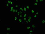 H3K36ac Antibody in Immunocytochemistry (ICC/IF)