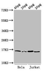 H3K36me2 Antibody in Western Blot (WB)