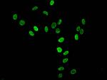 H3K36me3 Antibody in Immunocytochemistry (ICC/IF)