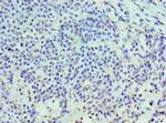 HYAL3 Antibody in Immunohistochemistry (Paraffin) (IHC (P))