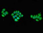 AMPK gamma-1 Antibody in Immunocytochemistry (ICC/IF)