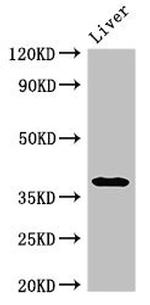 AMPK gamma-1 Antibody in Western Blot (WB)