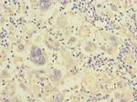 Integrin beta 7 Antibody in Immunohistochemistry (Paraffin) (IHC (P))