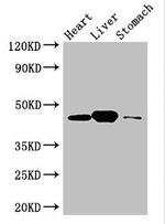 LANCL1 Antibody in Western Blot (WB)