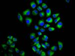 LRIG2 Antibody in Immunocytochemistry (ICC/IF)