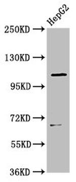 LRIG2 Antibody in Western Blot (WB)