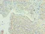 MAPK4 Antibody in Immunohistochemistry (Paraffin) (IHC (P))