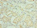 MAPK4 Antibody in Immunohistochemistry (Paraffin) (IHC (P))