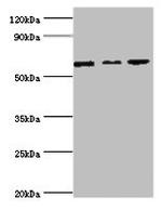 MAPK4 Antibody in Western Blot (WB)