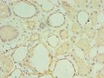 MATN3 Antibody in Immunohistochemistry (Paraffin) (IHC (P))