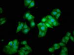 METAP1 Antibody in Immunocytochemistry (ICC/IF)