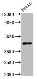 METAP1 Antibody in Western Blot (WB)